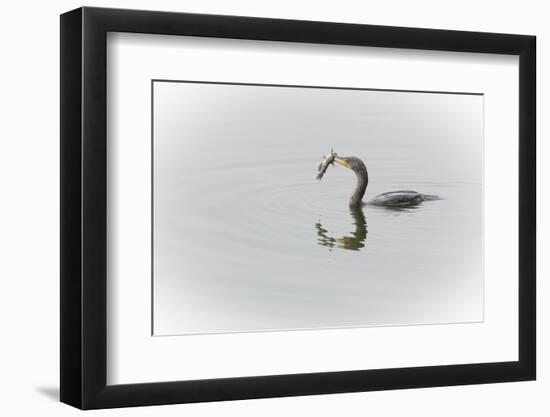 A Cormorant Catching a Large Fish in Beak-Sheila Haddad-Framed Photographic Print