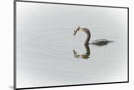 A Cormorant Catching a Large Fish in Beak-Sheila Haddad-Mounted Photographic Print