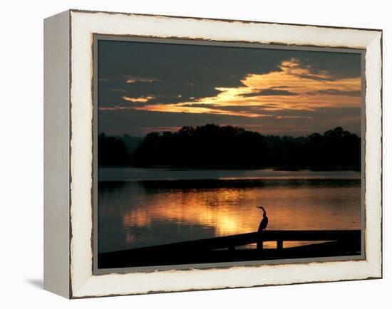 A Cormorant is Silhouetted Against the Waters of Lake Talquin-null-Framed Premier Image Canvas