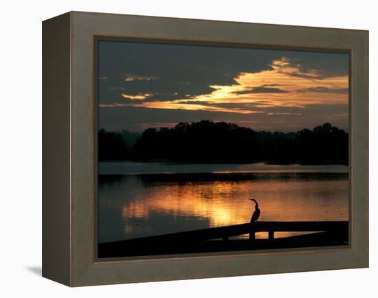 A Cormorant is Silhouetted Against the Waters of Lake Talquin-null-Framed Premier Image Canvas