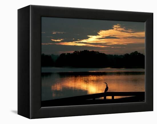 A Cormorant is Silhouetted Against the Waters of Lake Talquin-null-Framed Premier Image Canvas