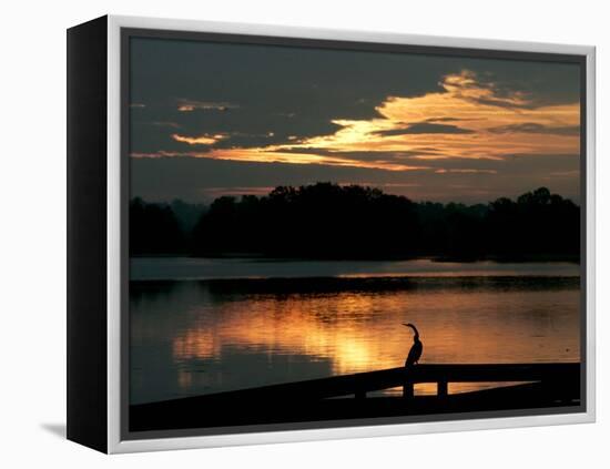 A Cormorant is Silhouetted Against the Waters of Lake Talquin-null-Framed Premier Image Canvas