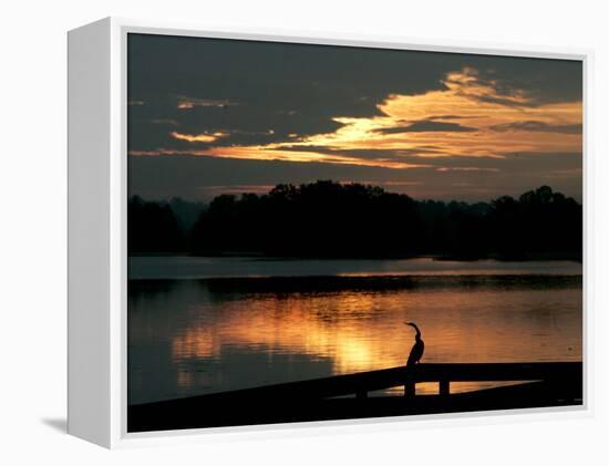 A Cormorant is Silhouetted Against the Waters of Lake Talquin-null-Framed Premier Image Canvas