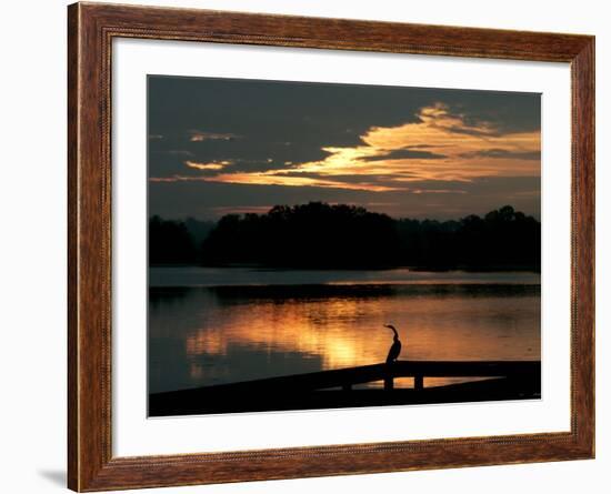 A Cormorant is Silhouetted Against the Waters of Lake Talquin-null-Framed Photographic Print