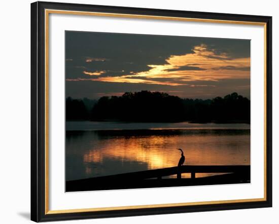 A Cormorant is Silhouetted Against the Waters of Lake Talquin-null-Framed Photographic Print