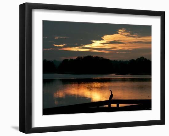 A Cormorant is Silhouetted Against the Waters of Lake Talquin-null-Framed Photographic Print