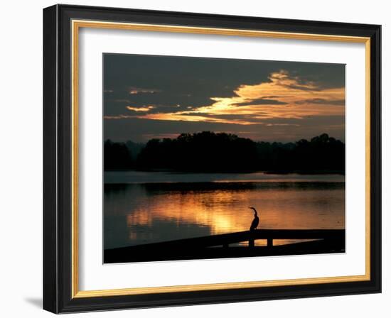 A Cormorant is Silhouetted Against the Waters of Lake Talquin-null-Framed Photographic Print