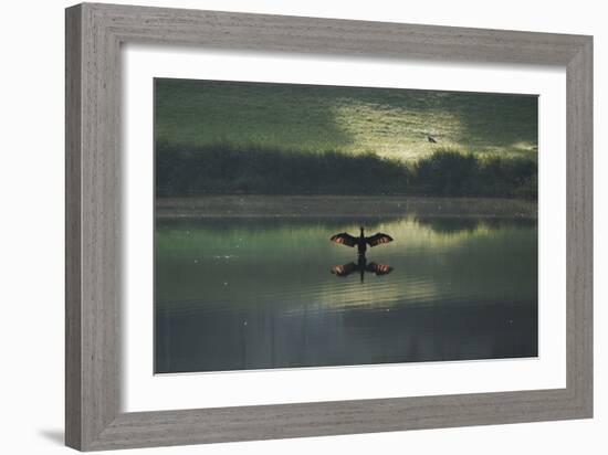 A Cormorant (Phalacrocorax Auritus) Stretches its Wings to Dry Them During Sunrise-Alex Saberi-Framed Photographic Print