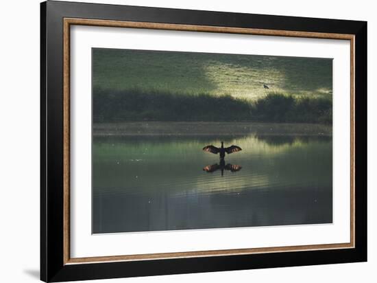 A Cormorant (Phalacrocorax Auritus) Stretches its Wings to Dry Them During Sunrise-Alex Saberi-Framed Photographic Print