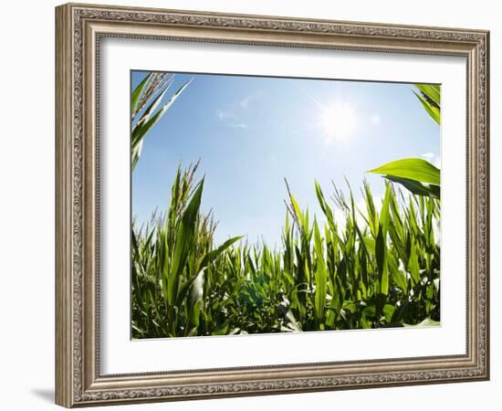 A Corn Field in the Sun-Alexander Feig-Framed Photographic Print