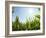 A Corn Field in the Sun-Alexander Feig-Framed Photographic Print