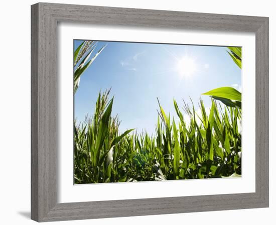 A Corn Field in the Sun-Alexander Feig-Framed Photographic Print