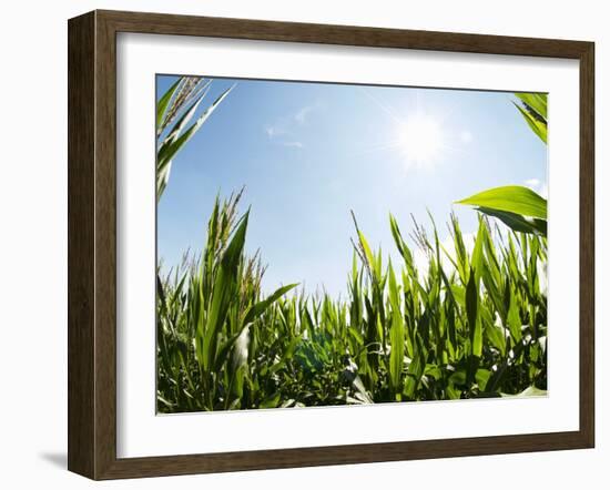 A Corn Field in the Sun-Alexander Feig-Framed Photographic Print