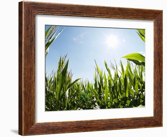 A Corn Field in the Sun-Alexander Feig-Framed Photographic Print