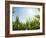 A Corn Field in the Sun-Alexander Feig-Framed Photographic Print