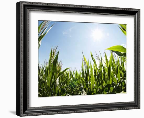 A Corn Field in the Sun-Alexander Feig-Framed Photographic Print