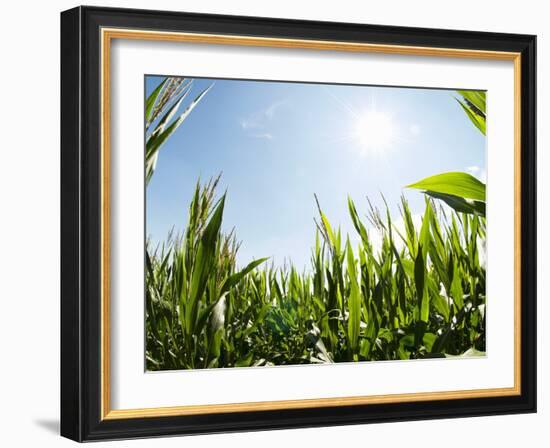 A Corn Field in the Sun-Alexander Feig-Framed Photographic Print