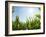 A Corn Field in the Sun-Alexander Feig-Framed Photographic Print