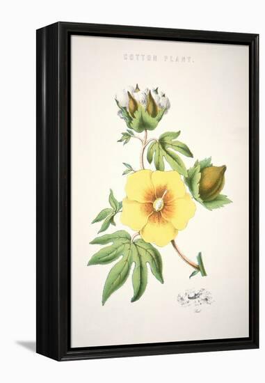 A Cotton Plant (Colour Litho)-American-Framed Premier Image Canvas