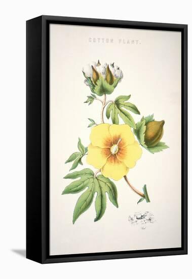 A Cotton Plant (Colour Litho)-American-Framed Premier Image Canvas