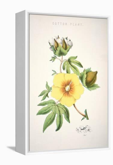 A Cotton Plant (Colour Litho)-American-Framed Premier Image Canvas