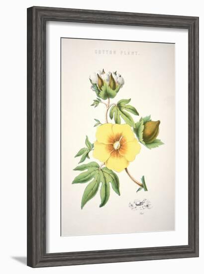 A Cotton Plant (Colour Litho)-American-Framed Giclee Print