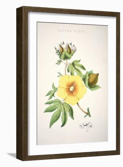 A Cotton Plant (Colour Litho)-American-Framed Giclee Print