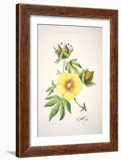 A Cotton Plant (Colour Litho)-American-Framed Giclee Print