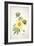 A Cotton Plant (Colour Litho)-American-Framed Giclee Print