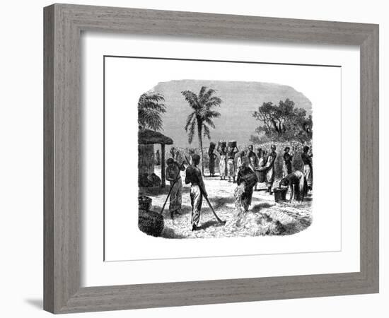 A Cotton Plantation, C1880-null-Framed Giclee Print