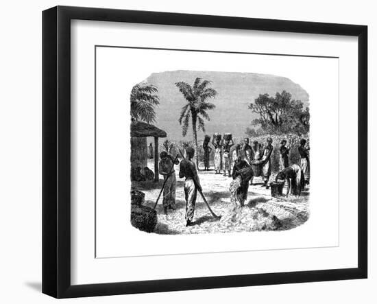 A Cotton Plantation, C1880-null-Framed Giclee Print