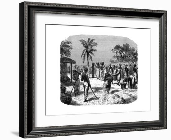 A Cotton Plantation, C1880-null-Framed Giclee Print