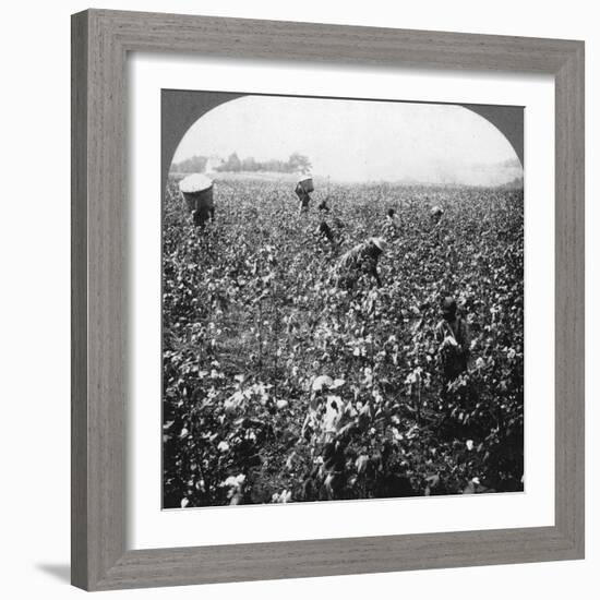 A Cotton Plantation, Rome, Georgia, USA, 1898-BL Singley-Framed Photographic Print