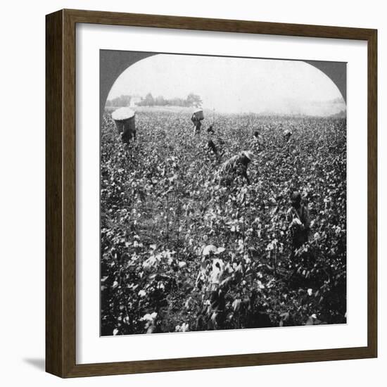 A Cotton Plantation, Rome, Georgia, USA, 1898-BL Singley-Framed Photographic Print