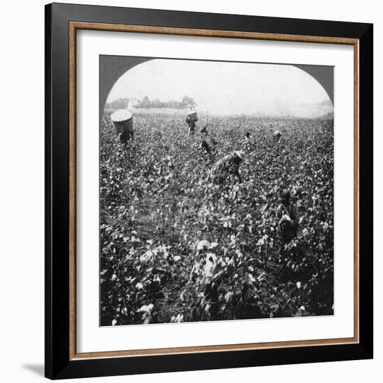 A Cotton Plantation, Rome, Georgia, USA, 1898-BL Singley-Framed Photographic Print