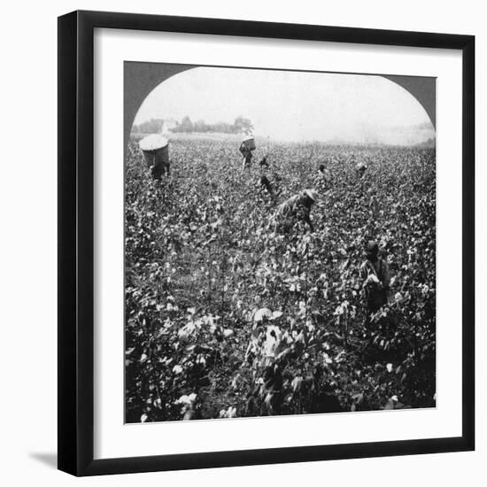 A Cotton Plantation, Rome, Georgia, USA, 1898-BL Singley-Framed Photographic Print