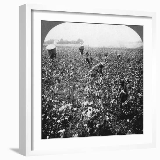 A Cotton Plantation, Rome, Georgia, USA, 1898-BL Singley-Framed Photographic Print