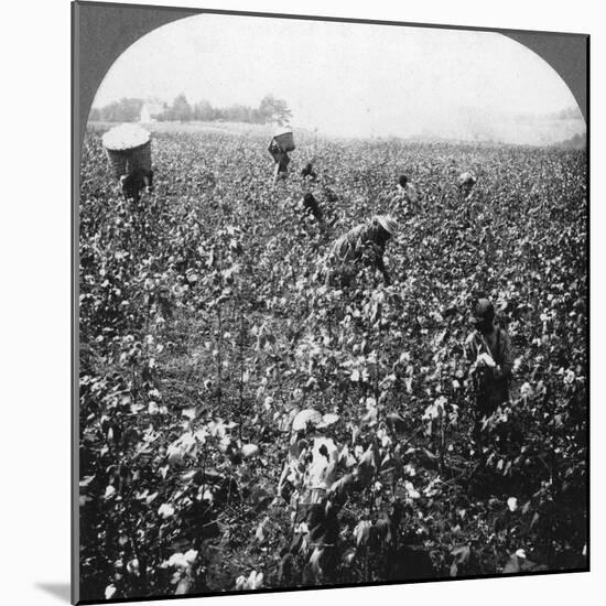 A Cotton Plantation, Rome, Georgia, USA, 1898-BL Singley-Mounted Photographic Print