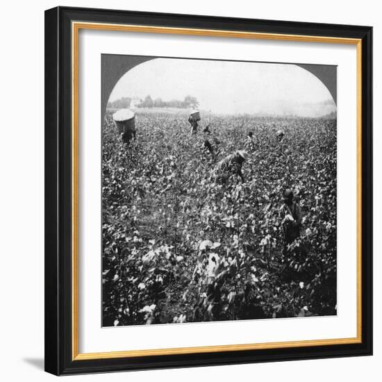 A Cotton Plantation, Rome, Georgia, USA, 1898-BL Singley-Framed Photographic Print