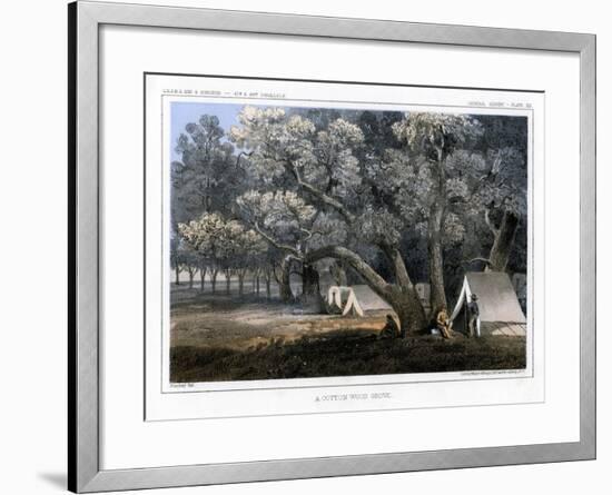 A Cotton Wood Grove, 1856-John Mix Stanley-Framed Giclee Print