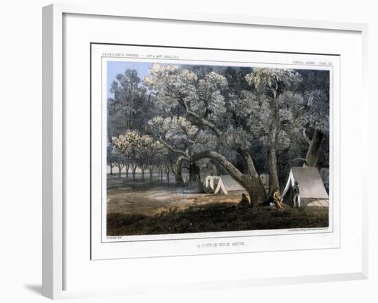 A Cotton Wood Grove, 1856-John Mix Stanley-Framed Giclee Print