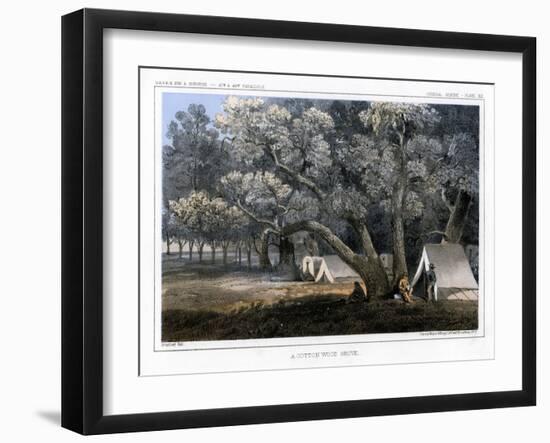 A Cotton Wood Grove, 1856-John Mix Stanley-Framed Giclee Print