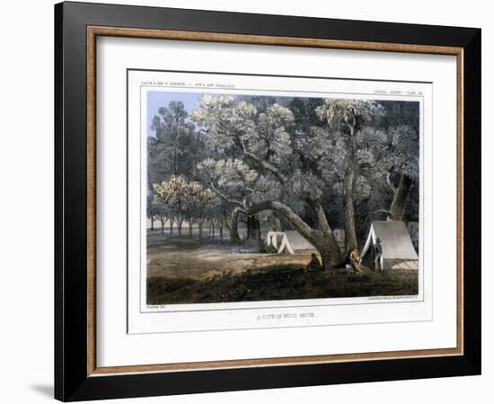 A Cotton Wood Grove, 1856-John Mix Stanley-Framed Giclee Print