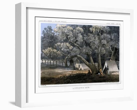 A Cotton Wood Grove, 1856-John Mix Stanley-Framed Giclee Print