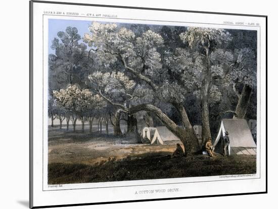 A Cotton Wood Grove, 1856-John Mix Stanley-Mounted Giclee Print