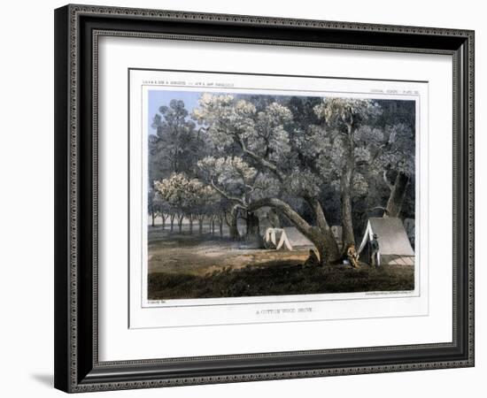 A Cotton Wood Grove, 1856-John Mix Stanley-Framed Giclee Print