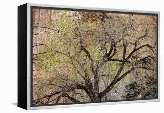 A cottonwood grows at the base of a sandstone cliff wall, Utah-Art Wolfe-Framed Premier Image Canvas