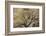 A cottonwood grows at the base of a sandstone cliff wall, Utah-Art Wolfe-Framed Photographic Print