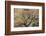 A cottonwood grows at the base of a sandstone cliff wall, Utah-Art Wolfe-Framed Photographic Print