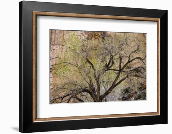 A cottonwood grows at the base of a sandstone cliff wall, Utah-Art Wolfe-Framed Photographic Print